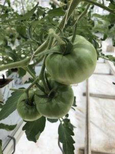 大玉トマトの第1花房の様子
