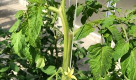 写真1 大玉トマトの成長点の様子