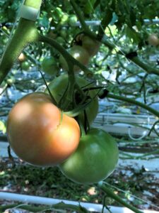 写真2 大玉トマトの果実の様子