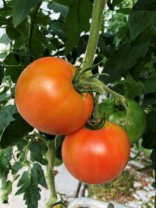 写真4 大玉トマトの果実の様子